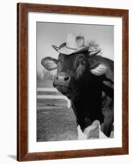 Trained Cow Wearing a Hat-Nina Leen-Framed Photographic Print