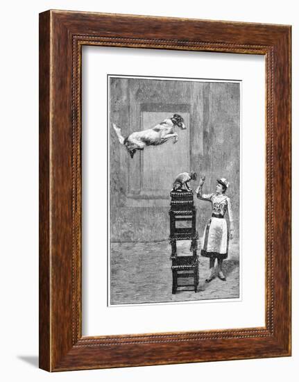 Trained Dogs, 19th Century-Science Photo Library-Framed Photographic Print