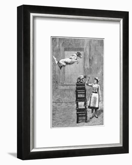 Trained Dogs, 19th Century-Science Photo Library-Framed Photographic Print