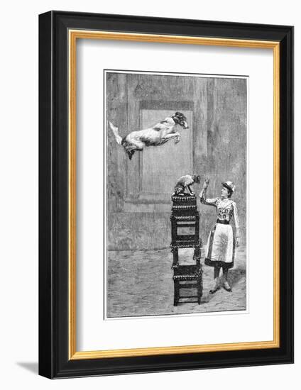 Trained Dogs, 19th Century-Science Photo Library-Framed Photographic Print