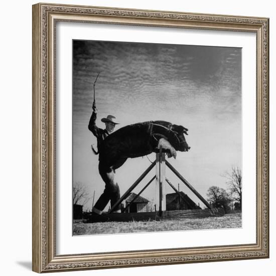 Trainer Tab Evans Snapping Whip as Pork chop Sails over 32 Inch Hurdle-John Dominis-Framed Photographic Print