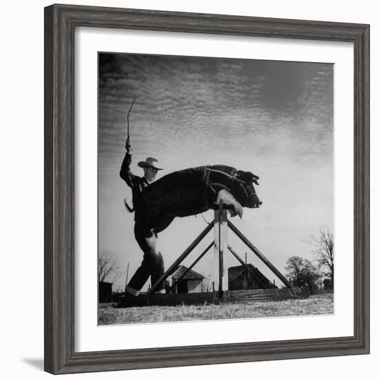 Trainer Tab Evans Snapping Whip as Pork chop Sails over 32 Inch Hurdle-John Dominis-Framed Photographic Print