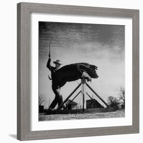 Trainer Tab Evans Snapping Whip as Pork chop Sails over 32 Inch Hurdle-John Dominis-Framed Photographic Print