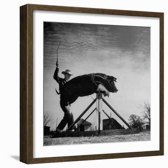 Trainer Tab Evans Snapping Whip as Pork chop Sails over 32 Inch Hurdle-John Dominis-Framed Photographic Print