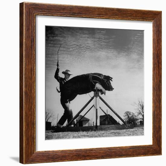 Trainer Tab Evans Snapping Whip as Pork chop Sails over 32 Inch Hurdle-John Dominis-Framed Photographic Print