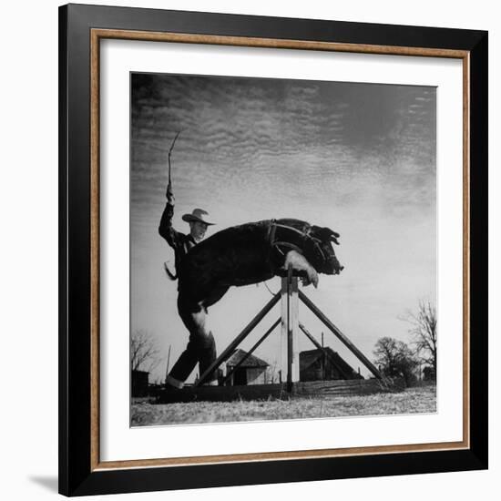 Trainer Tab Evans Snapping Whip as Pork chop Sails over 32 Inch Hurdle-John Dominis-Framed Photographic Print