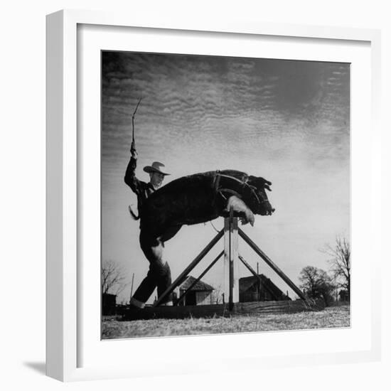 Trainer Tab Evans Snapping Whip as Pork chop Sails over 32 Inch Hurdle-John Dominis-Framed Photographic Print