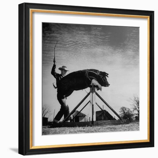 Trainer Tab Evans Snapping Whip as Pork chop Sails over 32 Inch Hurdle-John Dominis-Framed Photographic Print