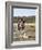 Training a Show Jumper-null-Framed Photographic Print