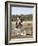 Training a Show Jumper-null-Framed Photographic Print