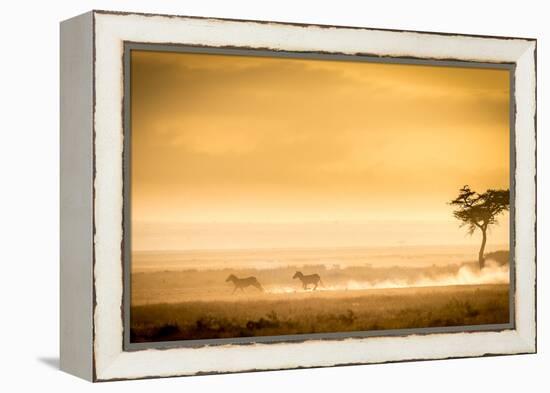 Training, because the lions await.-Jeffrey C. Sink-Framed Premier Image Canvas