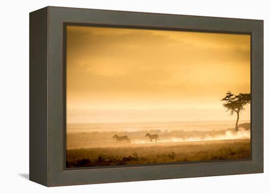 Training, because the lions await.-Jeffrey C. Sink-Framed Premier Image Canvas