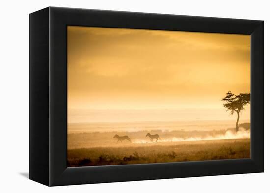 Training, because the lions await.-Jeffrey C. Sink-Framed Premier Image Canvas