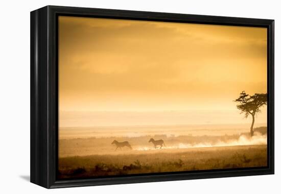 Training, because the lions await.-Jeffrey C. Sink-Framed Premier Image Canvas