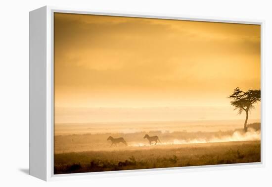 Training, because the lions await.-Jeffrey C. Sink-Framed Premier Image Canvas