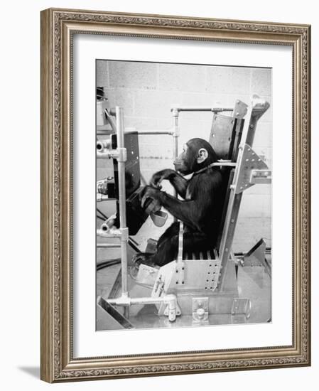 Training Chimpanzees at Hollowan Air Force Base for Trip into Space as Part of the Mercury Project-Ralph Crane-Framed Photographic Print