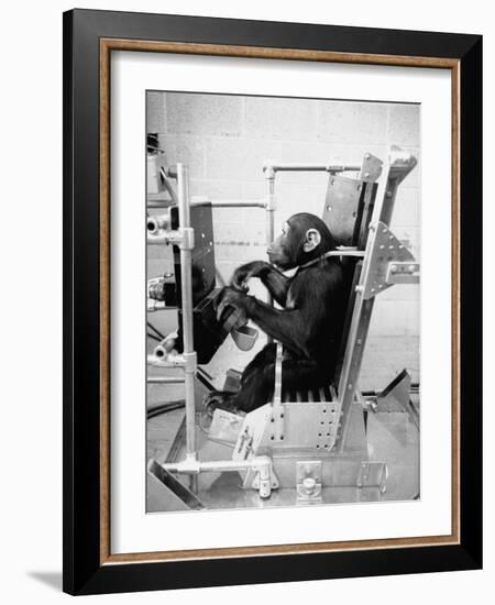 Training Chimpanzees at Hollowan Air Force Base for Trip into Space as Part of the Mercury Project-Ralph Crane-Framed Photographic Print