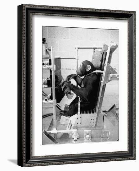 Training Chimpanzees at Hollowan Air Force Base for Trip into Space as Part of the Mercury Project-Ralph Crane-Framed Photographic Print