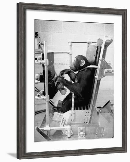 Training Chimpanzees at Hollowan Air Force Base for Trip into Space as Part of the Mercury Project-Ralph Crane-Framed Photographic Print