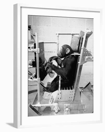Training Chimpanzees at Hollowan Air Force Base for Trip into Space as Part of the Mercury Project-Ralph Crane-Framed Photographic Print