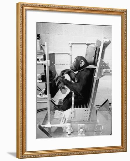 Training Chimpanzees at Hollowan Air Force Base for Trip into Space as Part of the Mercury Project-Ralph Crane-Framed Photographic Print