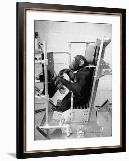 Training Chimpanzees at Hollowan Air Force Base for Trip into Space as Part of the Mercury Project-Ralph Crane-Framed Photographic Print