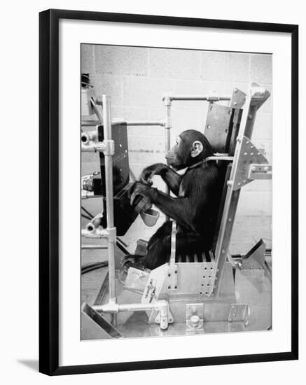 Training Chimpanzees at Hollowan Air Force Base for Trip into Space as Part of the Mercury Project-Ralph Crane-Framed Photographic Print