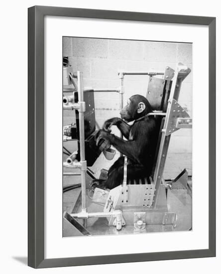 Training Chimpanzees at Hollowan Air Force Base for Trip into Space as Part of the Mercury Project-Ralph Crane-Framed Photographic Print