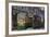 Tram, Izuro Street, Kagoshima City, Kyushu Island, Japan, Asia-Richard Cummins-Framed Photographic Print