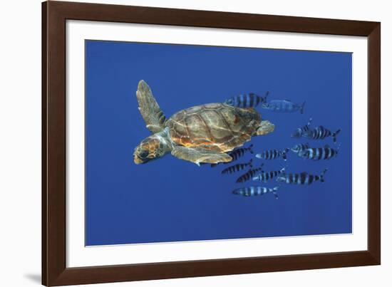 Tranquil Chase-Wild Wonders of Europe-Framed Giclee Print