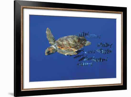 Tranquil Chase-Wild Wonders of Europe-Framed Giclee Print