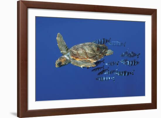 Tranquil Chase-Wild Wonders of Europe-Framed Giclee Print