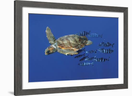 Tranquil Chase-Wild Wonders of Europe-Framed Giclee Print