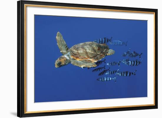 Tranquil Chase-Wild Wonders of Europe-Framed Giclee Print