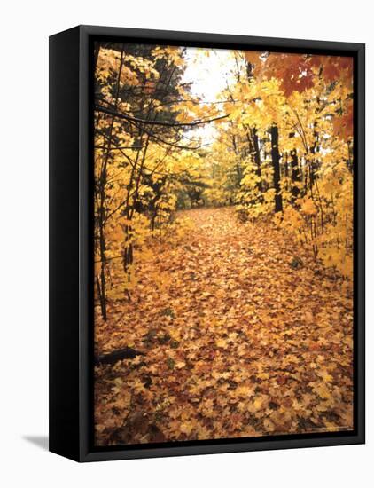 Tranquil Road with Fall Colors in New England-Bill Bachmann-Framed Premier Image Canvas