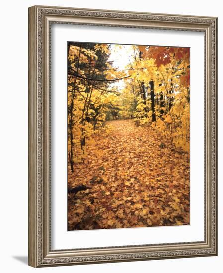 Tranquil Road with Fall Colors in New England-Bill Bachmann-Framed Photographic Print