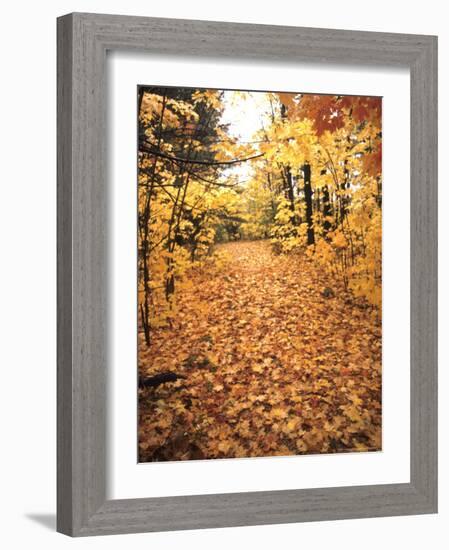 Tranquil Road with Fall Colors in New England-Bill Bachmann-Framed Photographic Print