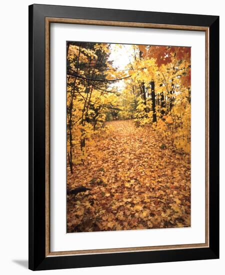 Tranquil Road with Fall Colors in New England-Bill Bachmann-Framed Photographic Print