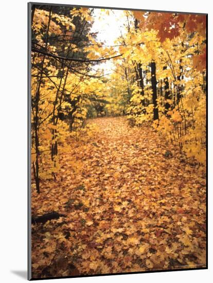 Tranquil Road with Fall Colors in New England-Bill Bachmann-Mounted Photographic Print