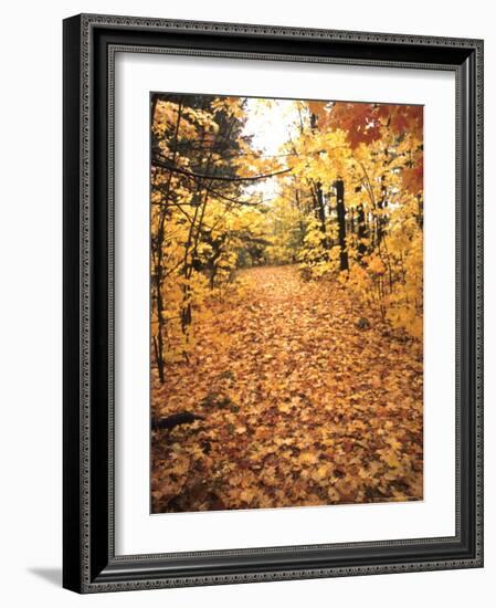 Tranquil Road with Fall Colors in New England-Bill Bachmann-Framed Photographic Print