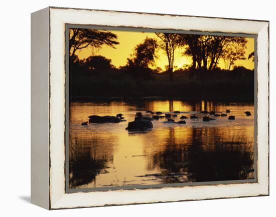 Tranquil Scene of a Group of Hippopotamus in Water at Sunset, Okavango Delta, Botswana-Paul Allen-Framed Premier Image Canvas