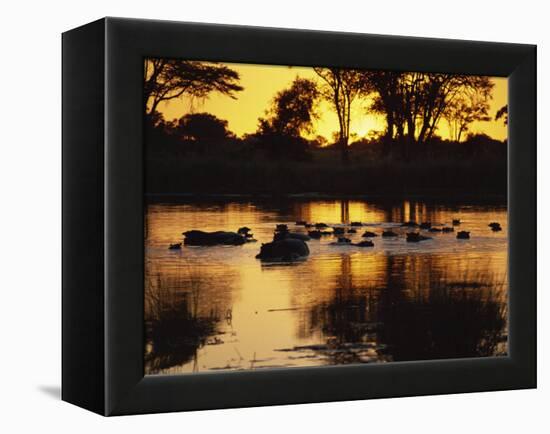 Tranquil Scene of a Group of Hippopotamus in Water at Sunset, Okavango Delta, Botswana-Paul Allen-Framed Premier Image Canvas