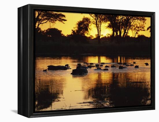 Tranquil Scene of a Group of Hippopotamus in Water at Sunset, Okavango Delta, Botswana-Paul Allen-Framed Premier Image Canvas