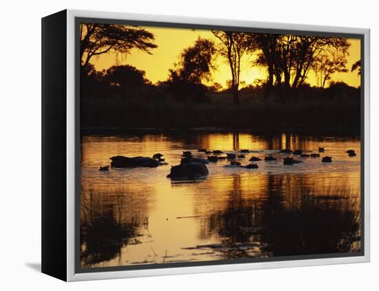 Tranquil Scene of a Group of Hippopotamus in Water at Sunset, Okavango Delta, Botswana-Paul Allen-Framed Premier Image Canvas