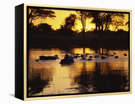 Tranquil Scene of a Group of Hippopotamus in Water at Sunset, Okavango Delta, Botswana-Paul Allen-Framed Premier Image Canvas