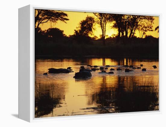 Tranquil Scene of a Group of Hippopotamus in Water at Sunset, Okavango Delta, Botswana-Paul Allen-Framed Premier Image Canvas