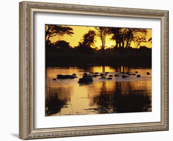 Tranquil Scene of a Group of Hippopotamus in Water at Sunset, Okavango Delta, Botswana-Paul Allen-Framed Photographic Print