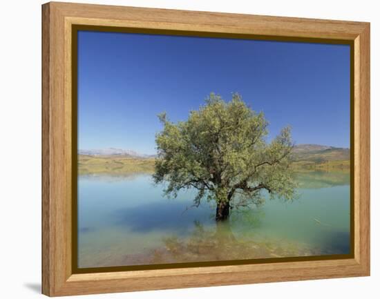 Tranquil Scene of Landscape of an Olive Tree on the Edge of a Lake Near Malaga, Andalucia, Spain-Michael Busselle-Framed Premier Image Canvas