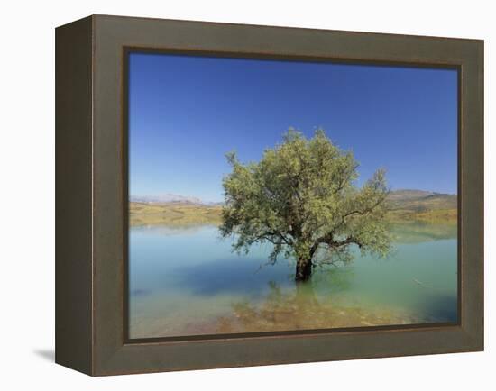 Tranquil Scene of Landscape of an Olive Tree on the Edge of a Lake Near Malaga, Andalucia, Spain-Michael Busselle-Framed Premier Image Canvas
