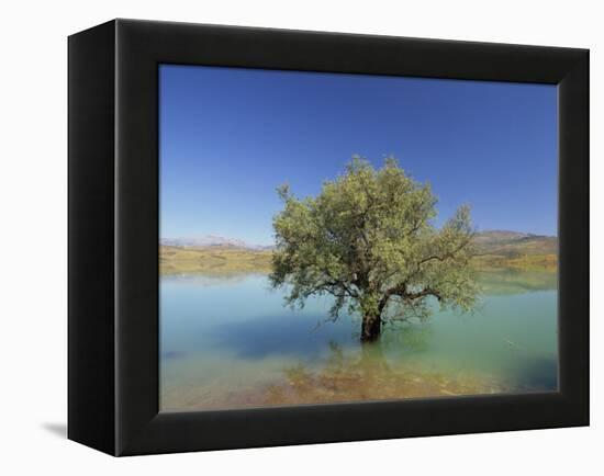 Tranquil Scene of Landscape of an Olive Tree on the Edge of a Lake Near Malaga, Andalucia, Spain-Michael Busselle-Framed Premier Image Canvas